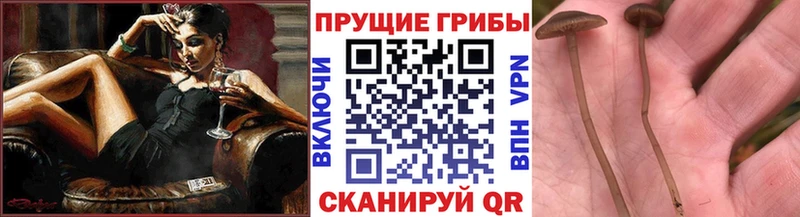Псилоцибиновые грибы прущие грибы  Купить  Верхняя Салда 